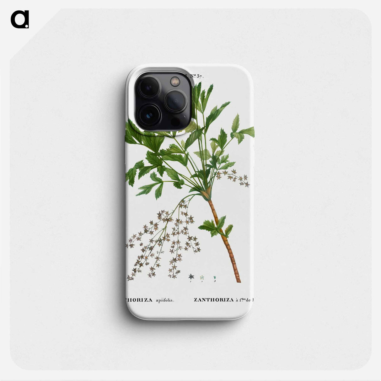 Shrub yellowroot, Zanthoriza apiifolia - Pierre Joseph Redouté Phone Case.