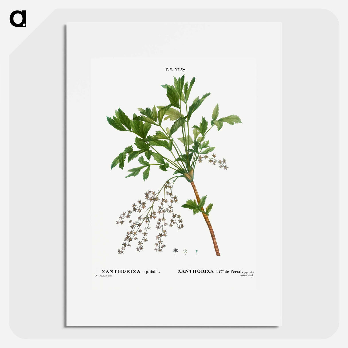 Shrub yellowroot, Zanthoriza apiifolia - Pierre-Joseph Redouté Poster.