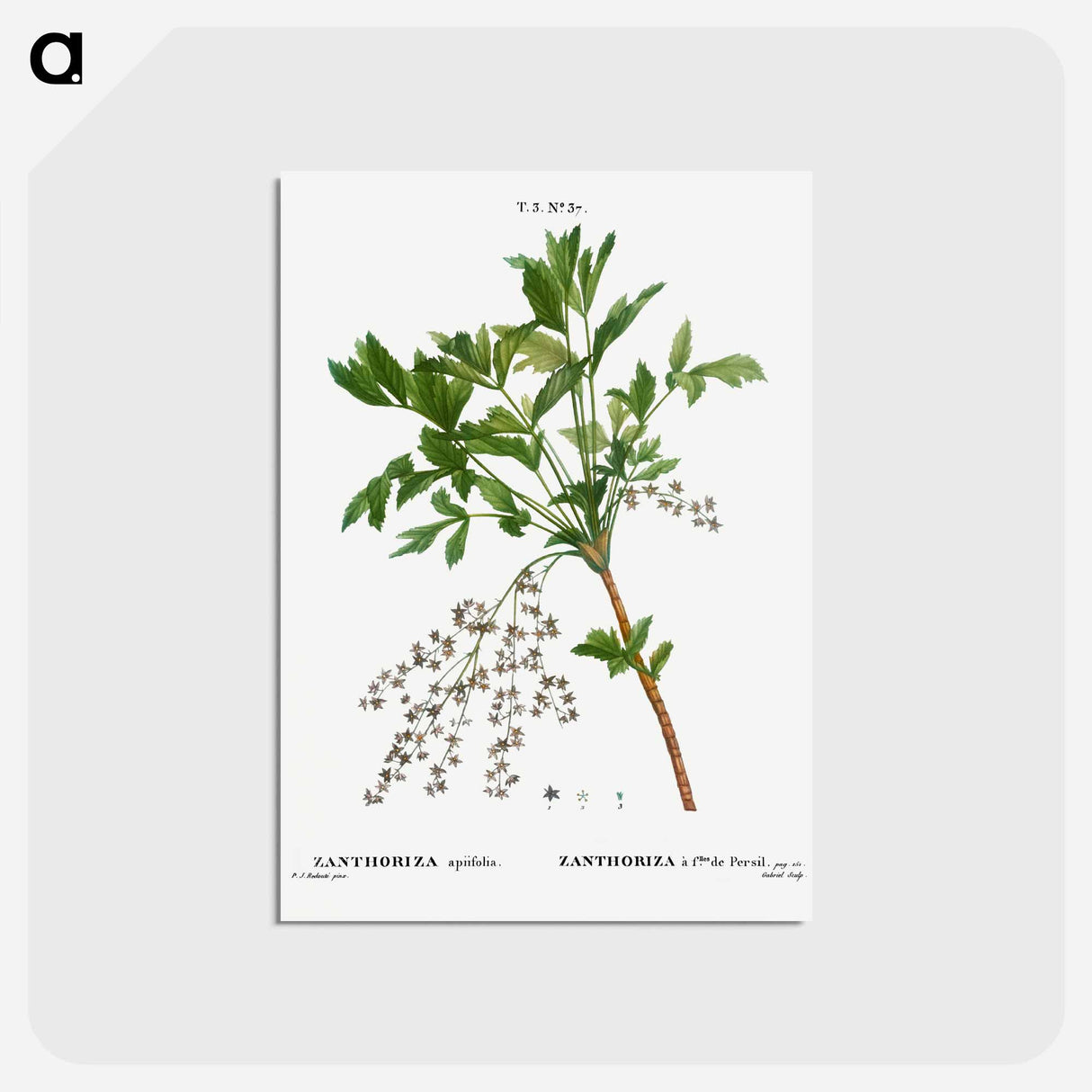アートポストカード-Shrub yellowroot, Zanthoriza apiifolia - ピエール ジョゼフ ルドゥーテ Postcard.