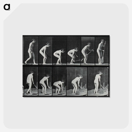 アートポストカード-Sweeping
 - エドワード マイブリッジ Postcard.