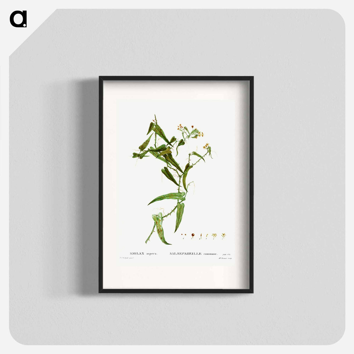 Smilax (Smilax aspera) - Pierre Joseph Redouté Poster.