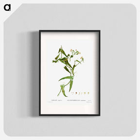 アートポスター-Smilax (Smilax aspera) - ピエール ジョゼフ ルドゥーテ Poster.