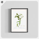 Smilax (Smilax aspera) - ピエール ジョゼフ ルドゥーテ Poster.