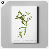 アートパネル-Smilax (Smilax aspera) - ピエール ジョゼフ ルドゥーテ Canvas.