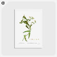 アートポストカード-Smilax (Smilax aspera) - ピエール ジョゼフ ルドゥーテ Postcard.