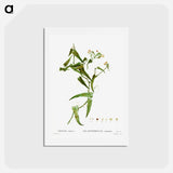 アートポストカード-Smilax (Smilax aspera) - ピエール ジョゼフ ルドゥーテ Postcard.