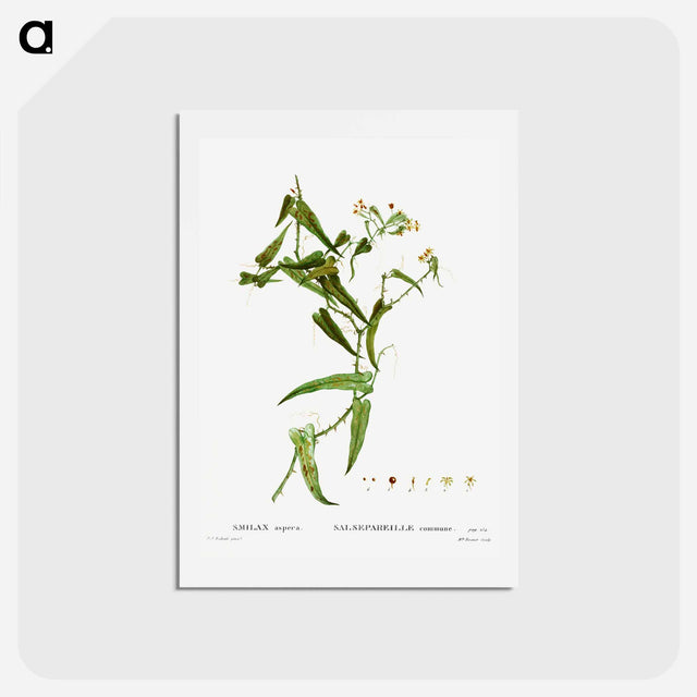 アートポストカード-Smilax (Smilax aspera) - ピエール ジョゼフ ルドゥーテ Postcard.