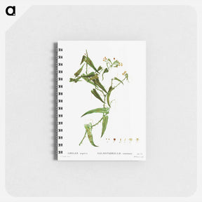 アートメモ帳-Smilax (Smilax aspera) - ピエール ジョゼフ ルドゥーテ Memo.