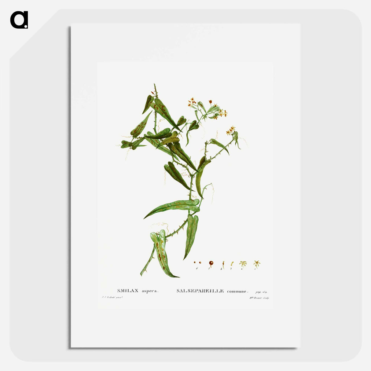 Smilax (Smilax aspera) - Pierre Joseph Redouté Poster.