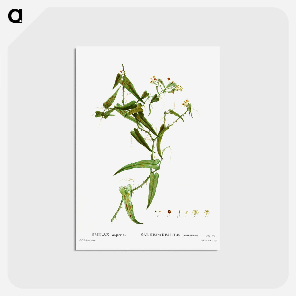 アートポストカード-Smilax (Smilax aspera) - ピエール ジョゼフ ルドゥーテ Postcard.