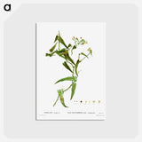 アートポストカード-Smilax (Smilax aspera) - ピエール ジョゼフ ルドゥーテ Postcard.