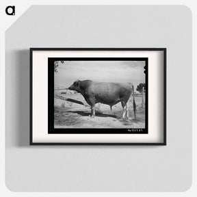 アートポスター-Casa Grande Bull
 - ラッセル リー Poster.