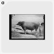 アートポストカード-Casa Grande Bull
 - ラッセル リー Postcard.