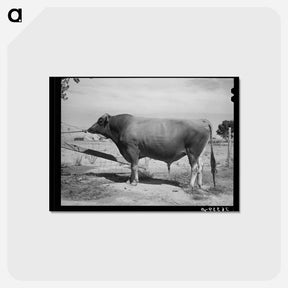 アートポストカード-Casa Grande Bull
 - ラッセル リー Postcard.