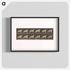 アートポスター-Animal Locomotion
 - エドワード マイブリッジ Poster.
