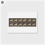 アートポストカード-Animal Locomotion
 - エドワード マイブリッジ Postcard.