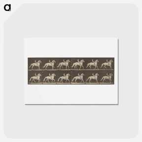 アートポストカード-Animal Locomotion
 - エドワード マイブリッジ Postcard.