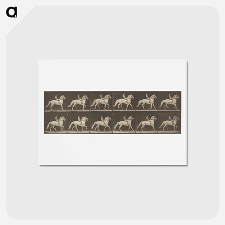 アートポストカード-Animal Locomotion
 - エドワード マイブリッジ Postcard.