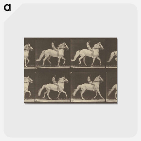 アートポストカード-Animal Locomotion
 - エドワード マイブリッジ Postcard.