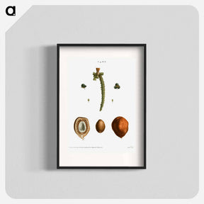 アートポスター-Date palm, Phoenix dactylifera - ピエール ジョゼフ ルドゥーテ Poster.