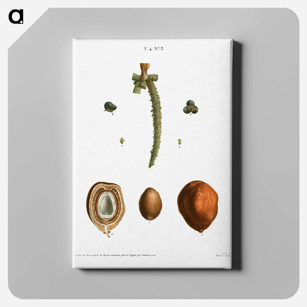 アートパネル-Date palm, Phoenix dactylifera - ピエール ジョゼフ ルドゥーテ Canvas.