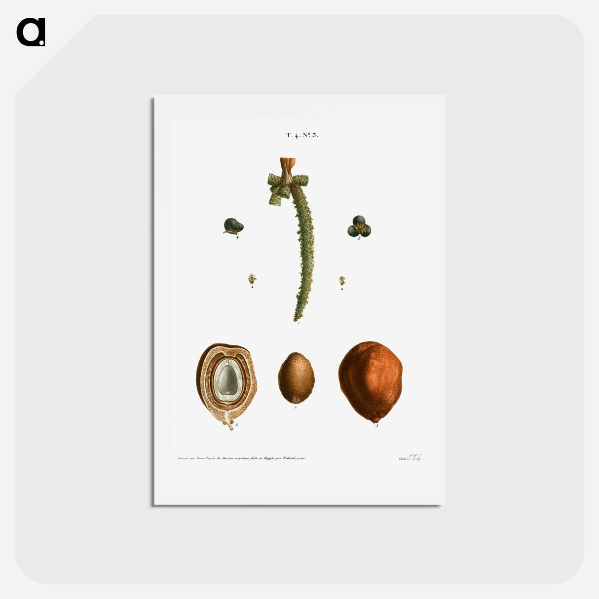 アートポストカード-Date palm, Phoenix dactylifera - ピエール ジョゼフ ルドゥーテ Postcard.