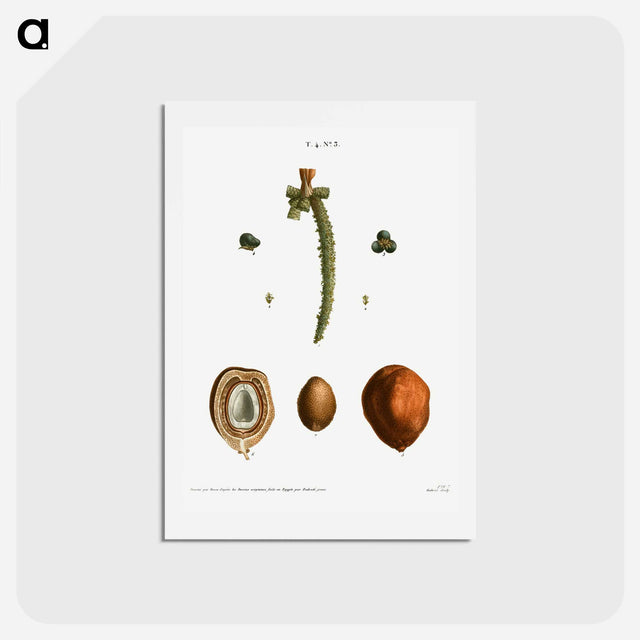 アートポストカード-Date palm, Phoenix dactylifera - ピエール ジョゼフ ルドゥーテ Postcard.