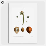 Date palm, Phoenix dactylifera - ピエール ジョゼフ ルドゥーテ Poster.