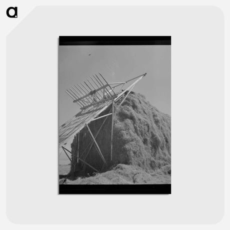アートポストカード-Stacking Hay in Big Hole Valley
 - ラッセル リー Postcard.