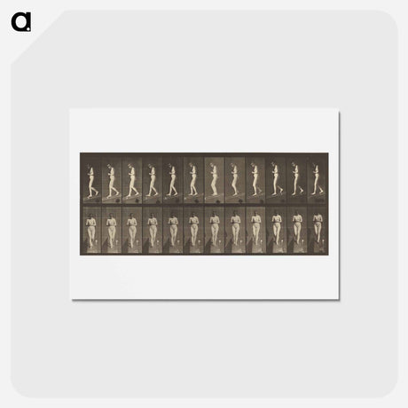 アートポストカード-Animal Locomotion
 - エドワード マイブリッジ Postcard.