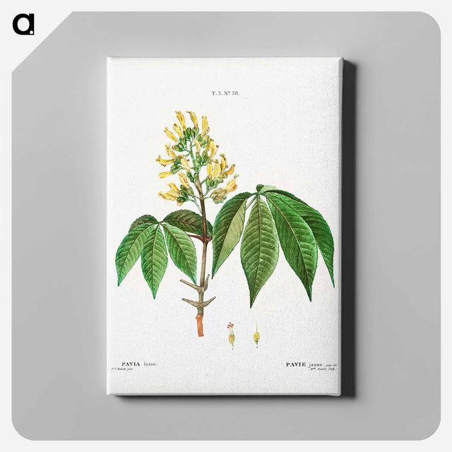 アートパネル-Pavia lutea - ピエール ジョゼフ ルドゥーテ Canvas.