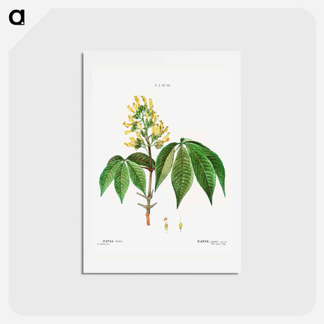 アートポストカード-Pavia lutea - ピエール ジョゼフ ルドゥーテ Postcard.