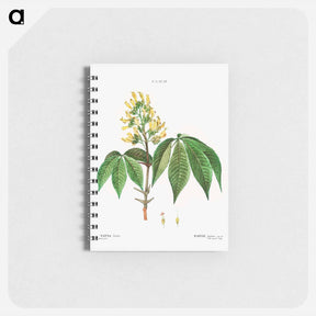 アートメモ帳-Pavia lutea - ピエール ジョゼフ ルドゥーテ Memo.