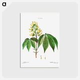 アートポストカード-Pavia lutea - ピエール ジョゼフ ルドゥーテ Postcard.