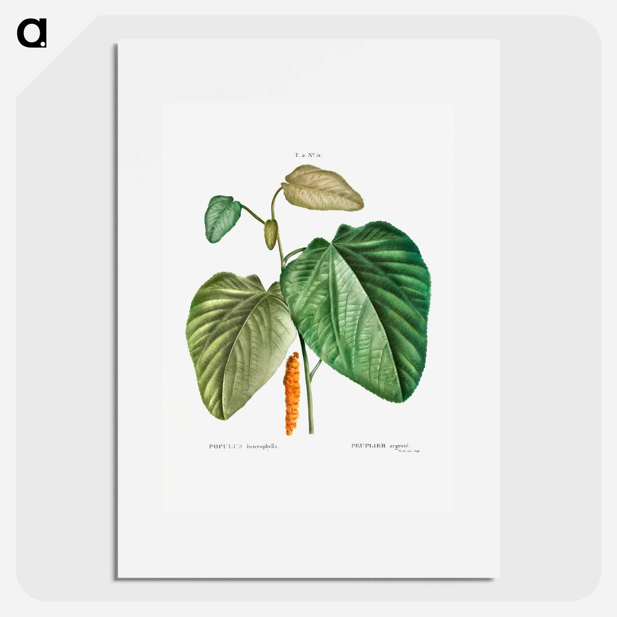 Downy poplar - Pierre Joseph Redouté Poster.