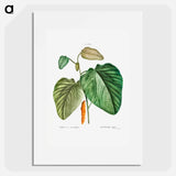 Downy poplar - Pierre Joseph Redouté Poster.