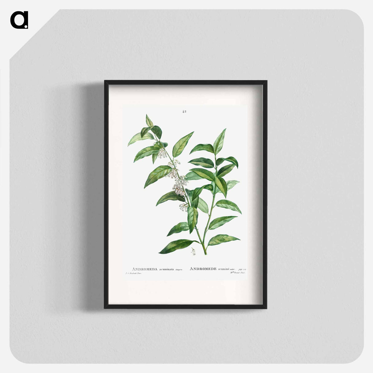 Andromeda acuminata - Pierre Joseph Redouté Poster.