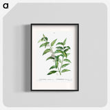 Andromeda acuminata - Pierre Joseph Redouté Poster.
