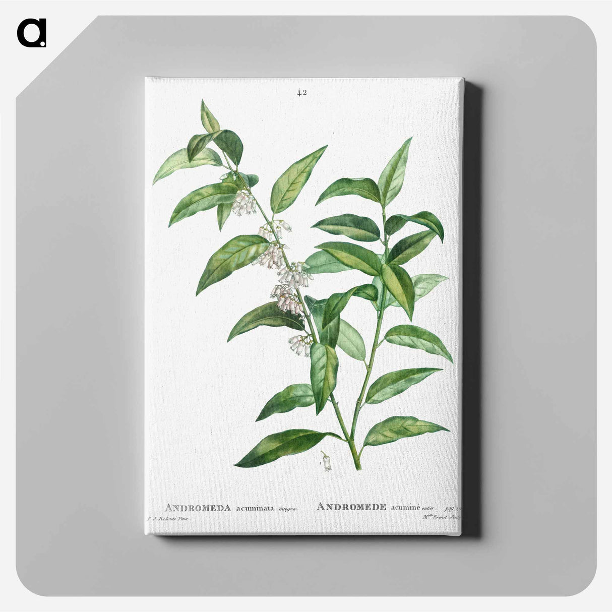 アートパネル-Andromeda acuminata - ピエール ジョゼフ ルドゥーテ Canvas.