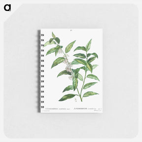 アートメモ帳-Andromeda acuminata - ピエール ジョゼフ ルドゥーテ Memo.