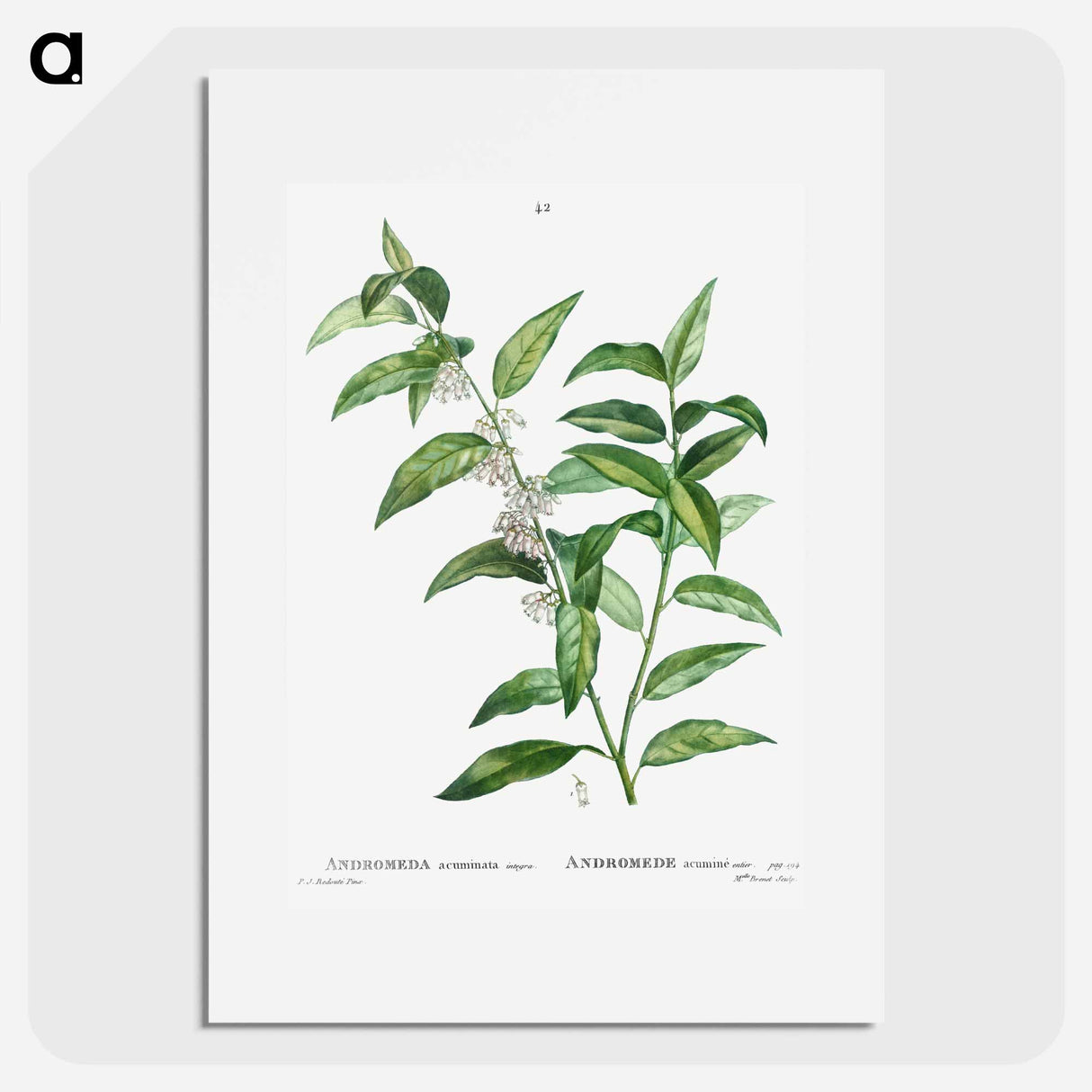 Andromeda acuminata - Pierre Joseph Redouté Poster.