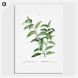 Andromeda acuminata - Pierre Joseph Redouté Poster.