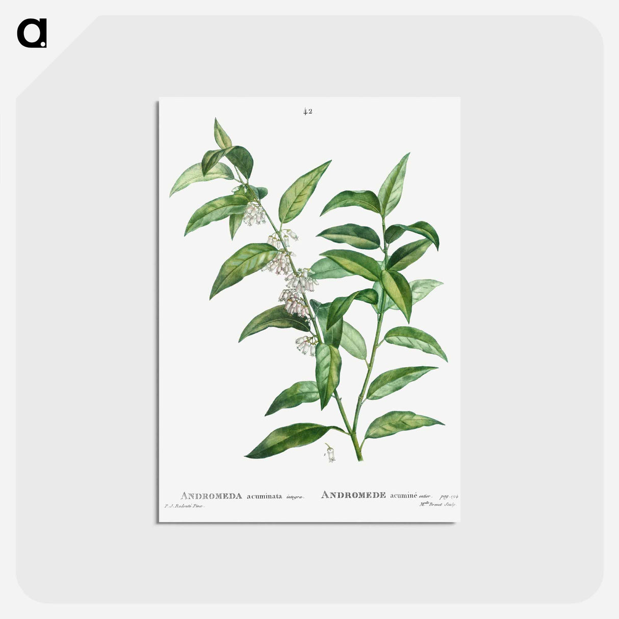 アートポストカード-Andromeda acuminata - ピエール ジョゼフ ルドゥーテ Postcard.