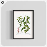 Peach, Persica vulgaris - Pierre Joseph Redouté Poster.