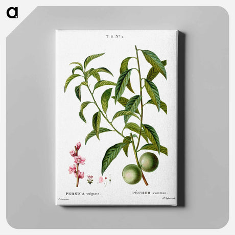 アートパネル-Peach, Persica vulgaris - ピエール ジョゼフ ルドゥーテ Canvas.