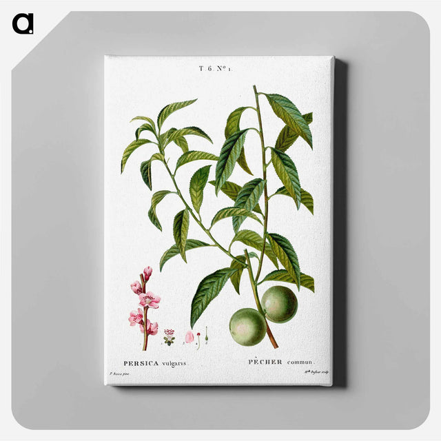 アートパネル-Peach, Persica vulgaris - ピエール ジョゼフ ルドゥーテ Canvas.