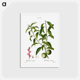 アートポストカード-Peach, Persica vulgaris - ピエール ジョゼフ ルドゥーテ Postcard.