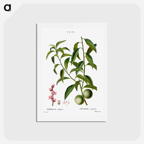 アートポストカード-Peach, Persica vulgaris - ピエール ジョゼフ ルドゥーテ Postcard.