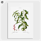 Peach, Persica vulgaris - Pierre Joseph Redouté Poster.