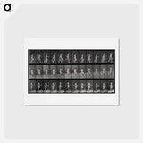 アートポストカード-Skipping Woman
 - エドワード マイブリッジ Postcard.